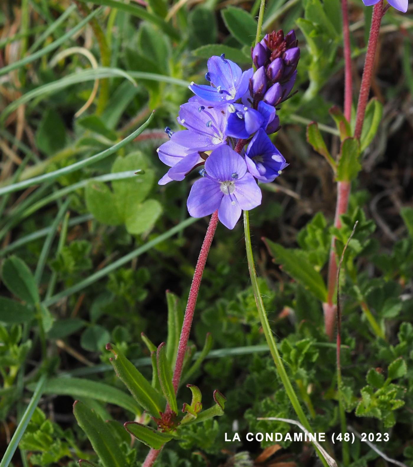 Speedwell, Prostrate flower